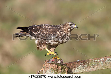 Stock Photography of Common buzzard, Buteo buteo k17623570.