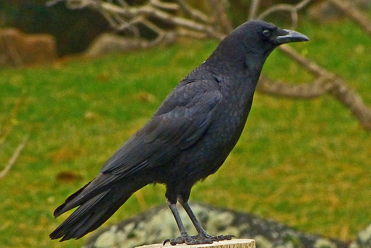 American Crow Photos.