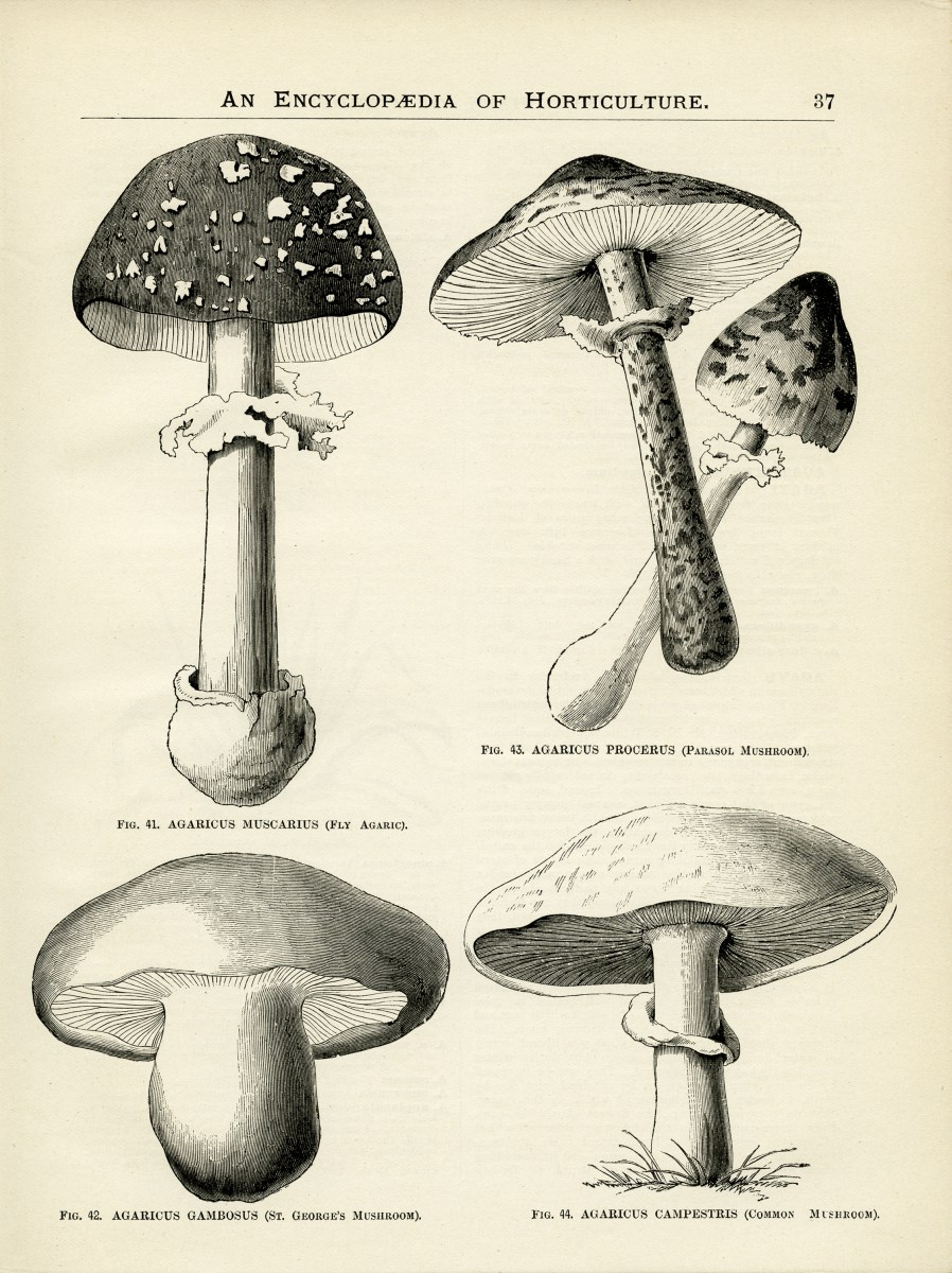 Mushrooms Page and Clip Art.