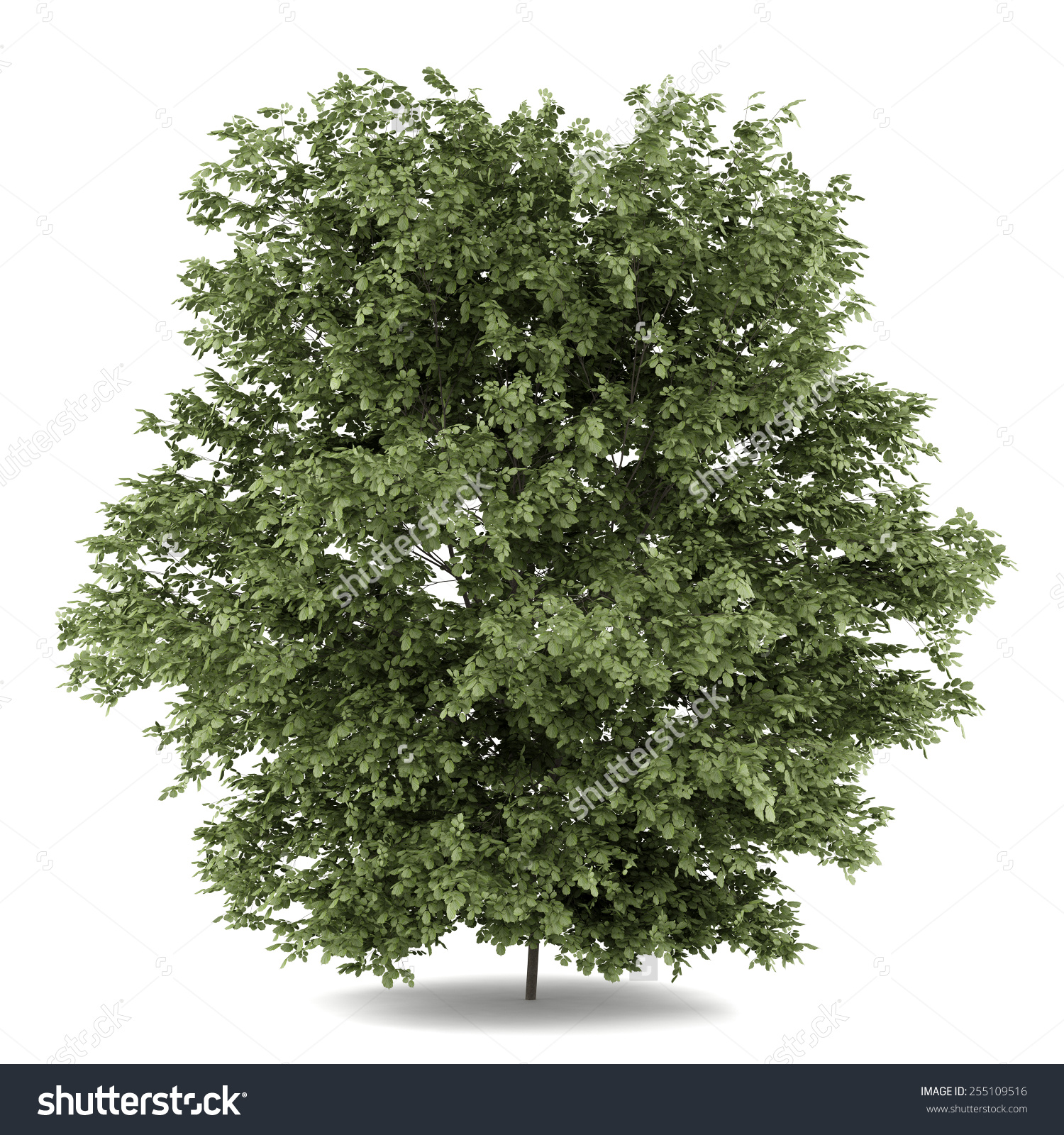 Common Hazel Tree Isolated On White Stock Illustration 255109516.