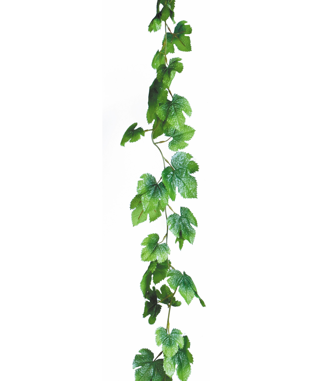English ivy clipart.