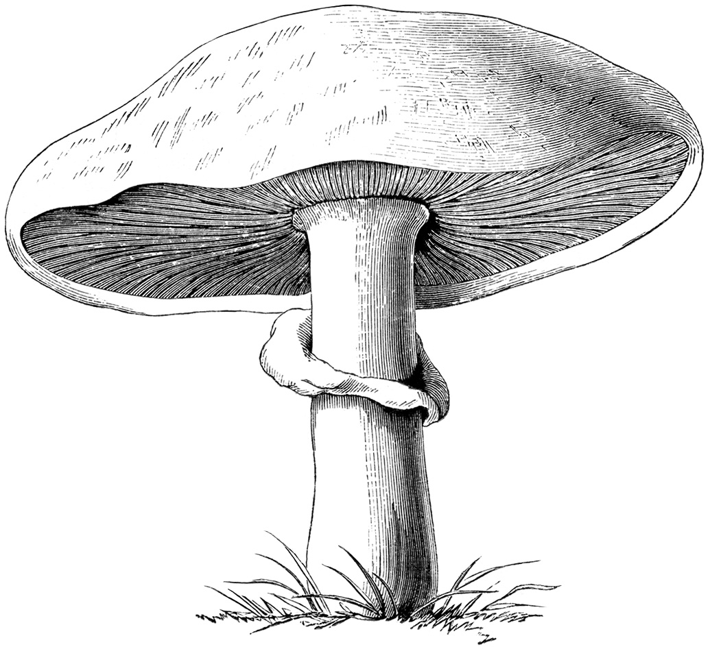 Mushroom clip art black and white.