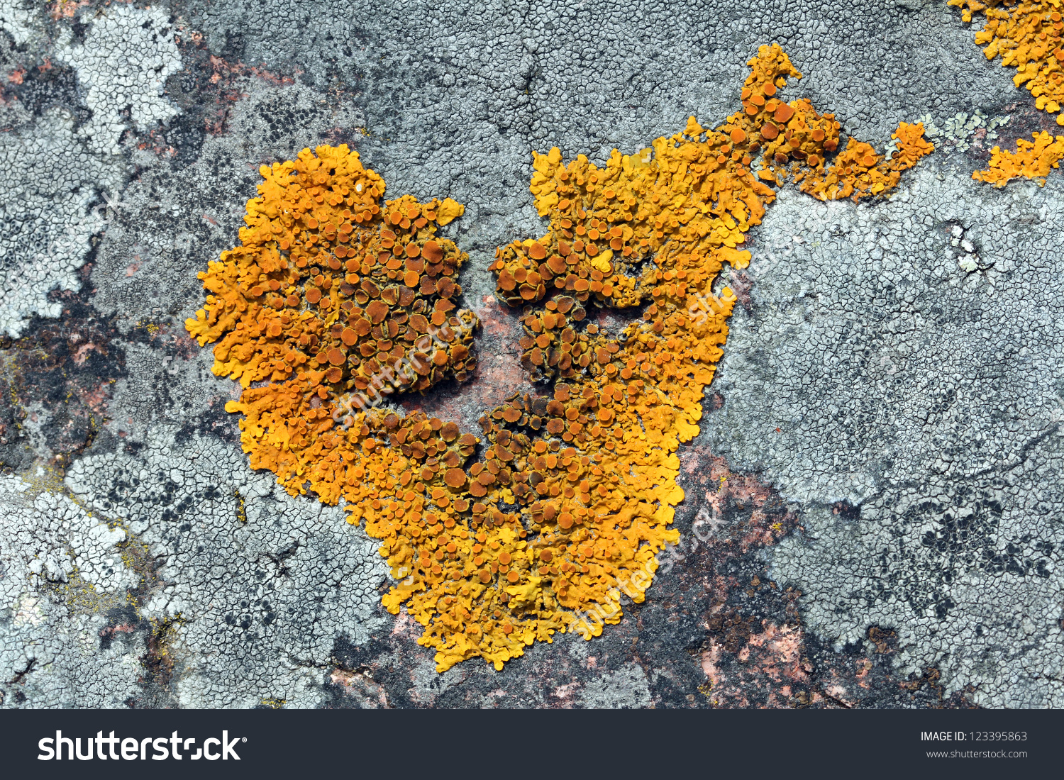 Heart Shaped Xanthoria Parietina Lichen Common Stock Photo.