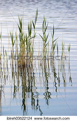 Stock Photo of "Common Reed (Phragmites australis), Seewinkel.