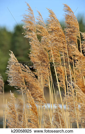 Stock Image of Panicles of Common Reed (Phragmites) k20058925.