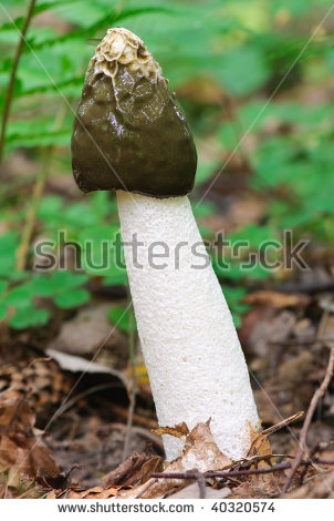 Phallus Impudicus Stock Photos, Royalty.