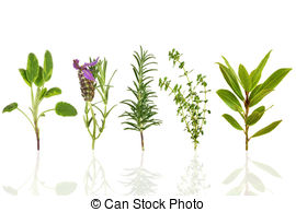 Herb Illustrations and Clip Art. 37,026 Herb royalty free.