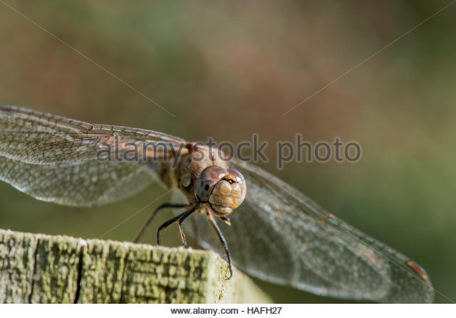 Dragonflies Stock Photos & Dragonflies Stock Images.