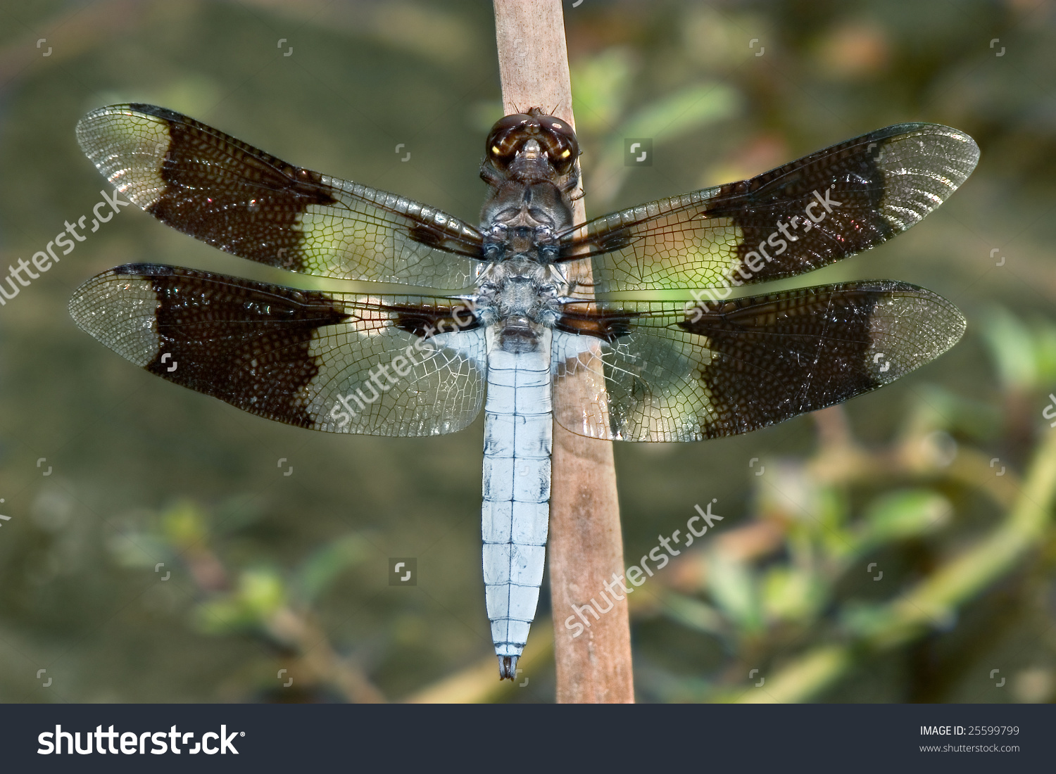 Dragonfly, Common Whitetail, Libellula Lydia, Top Down View Stock.