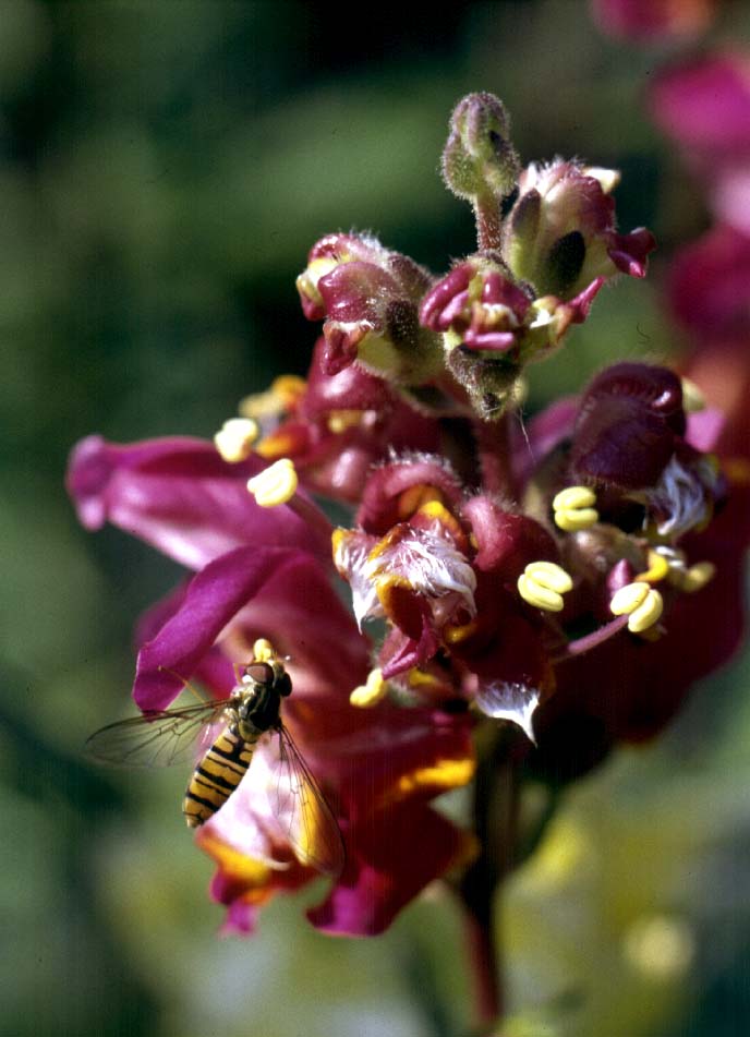 snapdragon pollination.