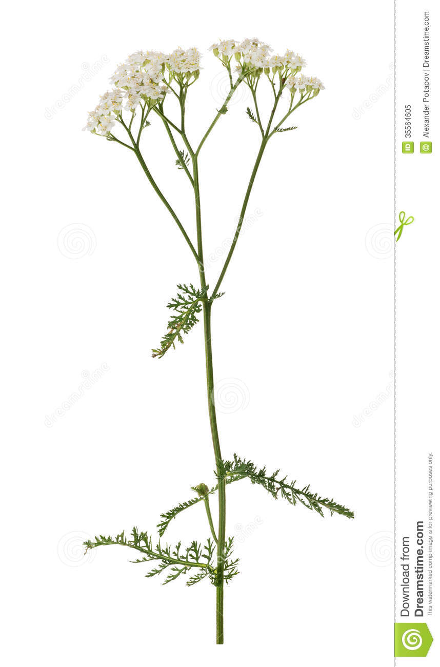 Common Yarrow Flower Isolated On White Royalty Free Stock Photo.