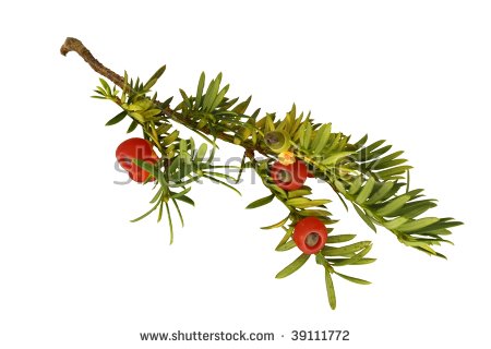Yew Tree Stock Images, Royalty.