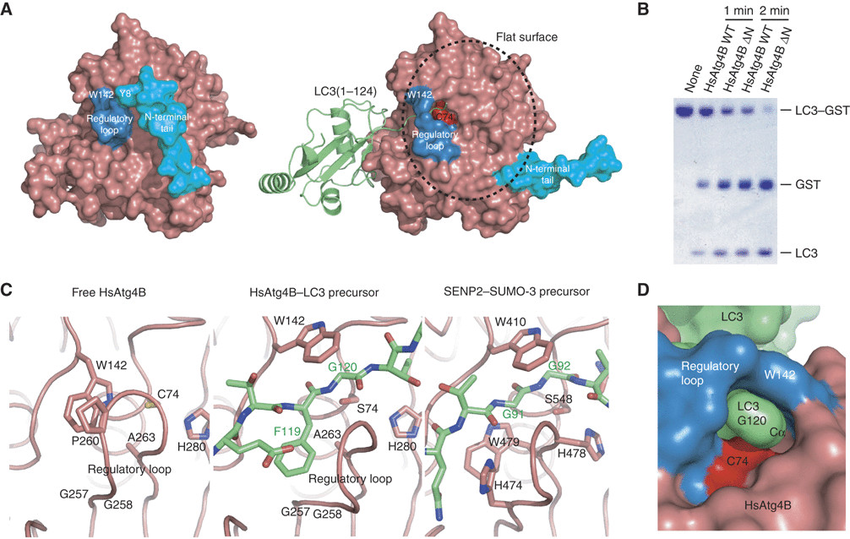 Conformational change in HsAtg4B upon complex formation with.