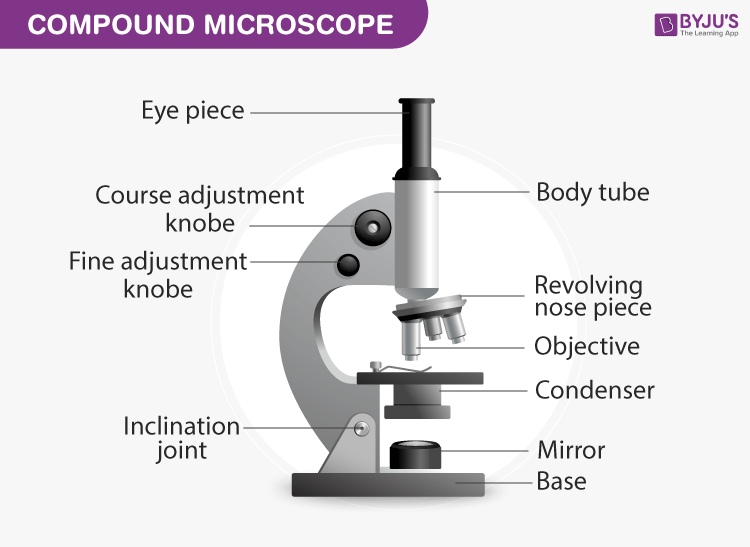 Compound Microscope: Parts of Compound Microscope.