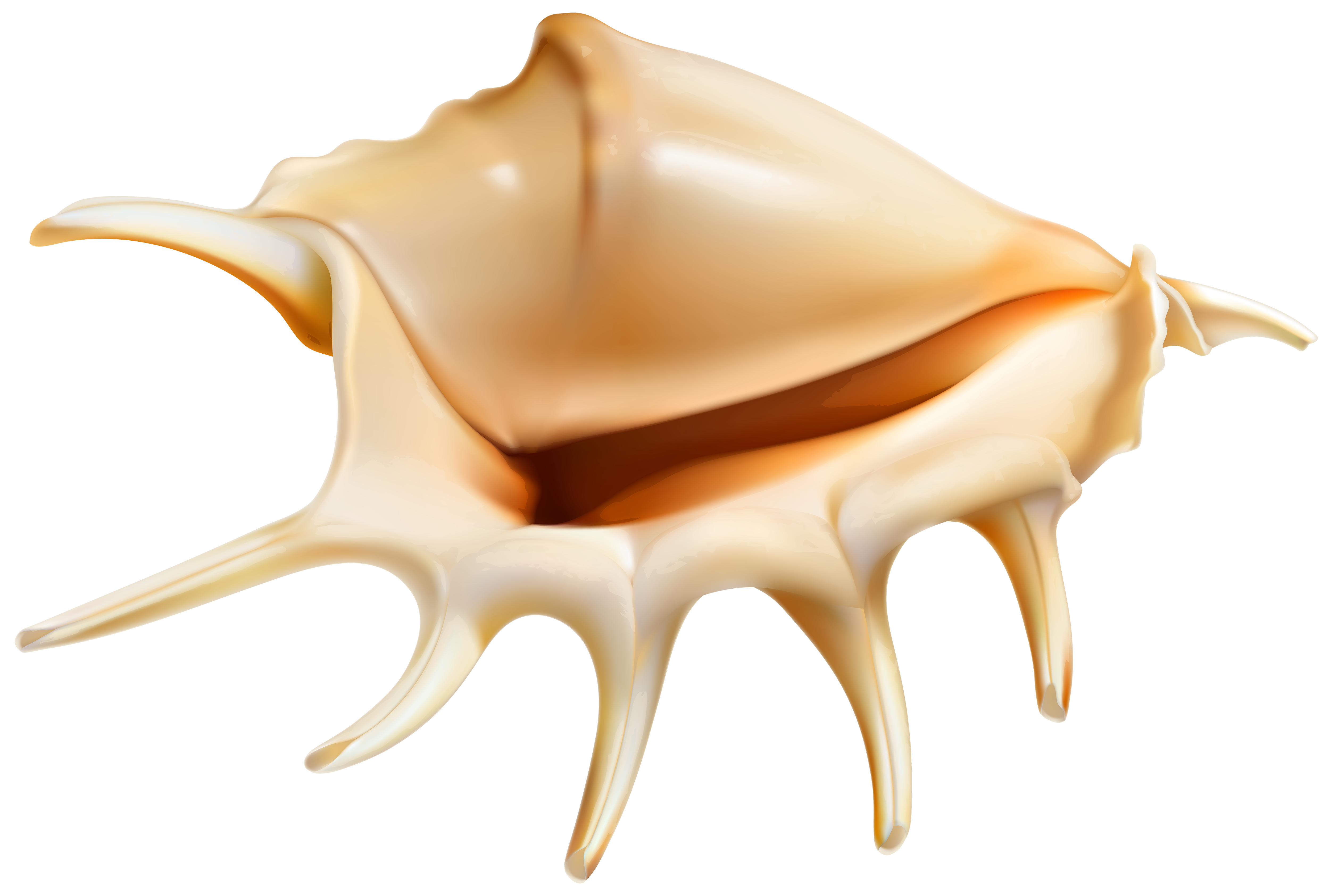 Sea Conch PNG Clip Art Image.