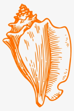 Conch Shell PNG Images.