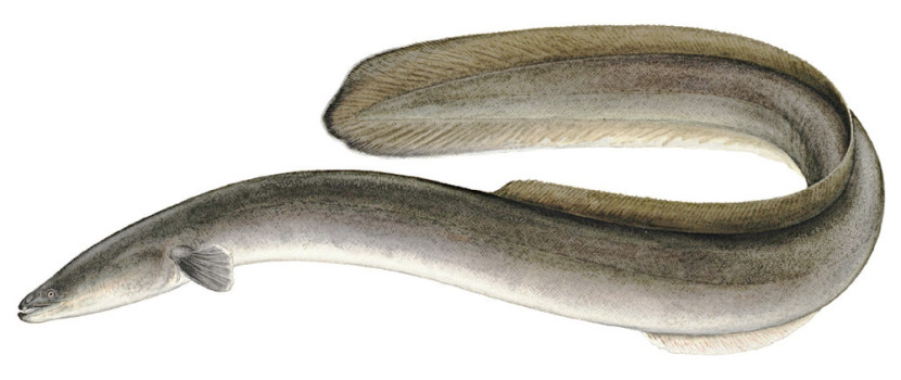 Eel conger clip art download.