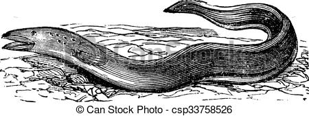 Vector Illustration of Conger Eel or Conger sp. vintage engraving.