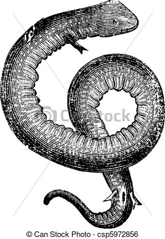 Clip Art Vector of Amphiuma, conger eels or congo snake vintage.