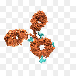 Antibodydrug Conjugate PNG and Antibodydrug Conjugate.