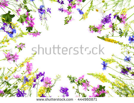 Larkspur Isolated Stock Photos, Royalty.