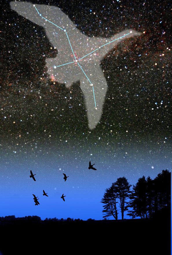 1000+ ideas about Cygnus Constellation on Pinterest.