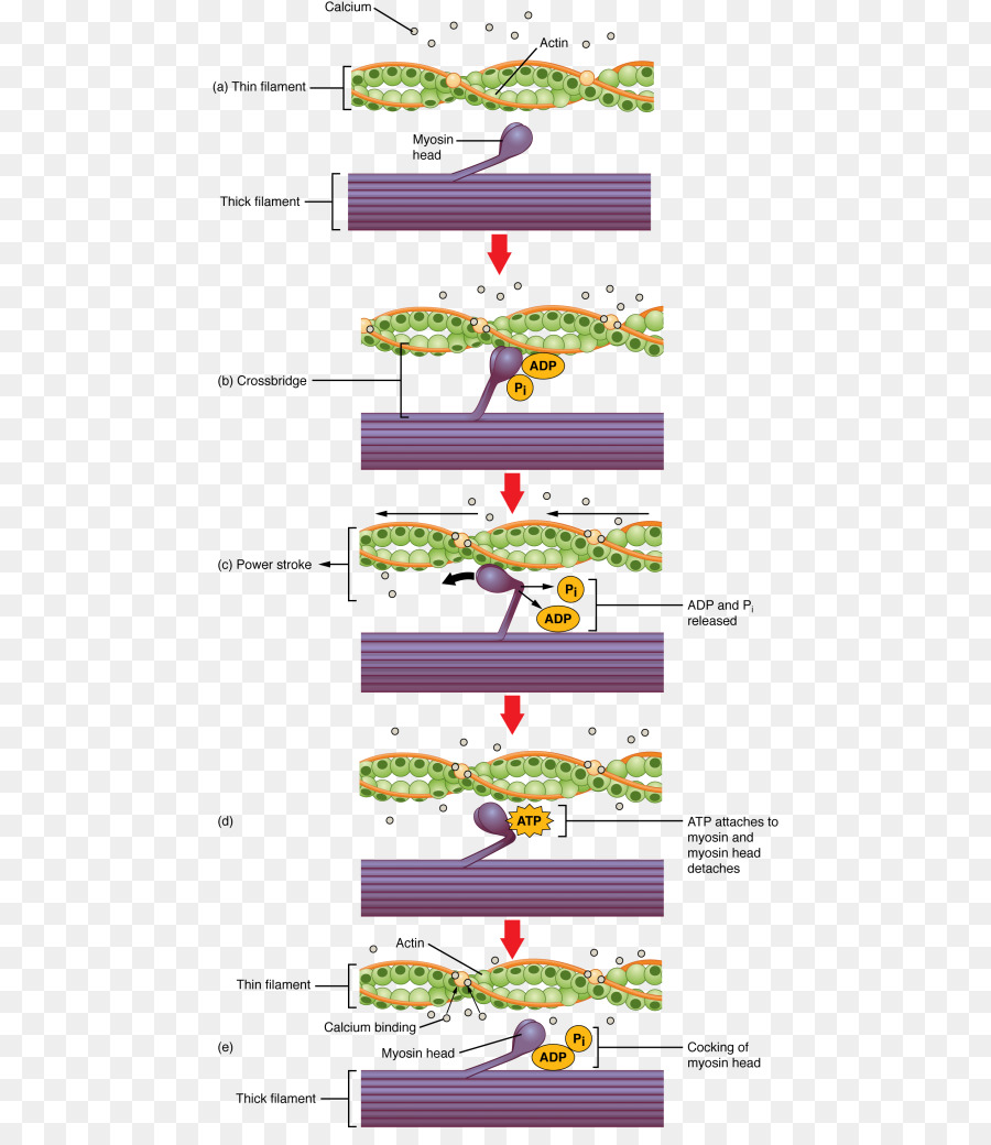 skeletal muscle contraction mechanism clipart Muscle contraction.