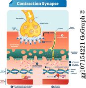 Muscle Contraction Clip Art.