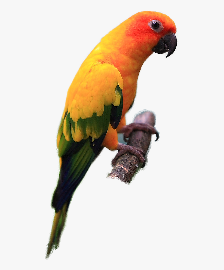 conure clipart 10 free Cliparts | Download images on Clipground 2024