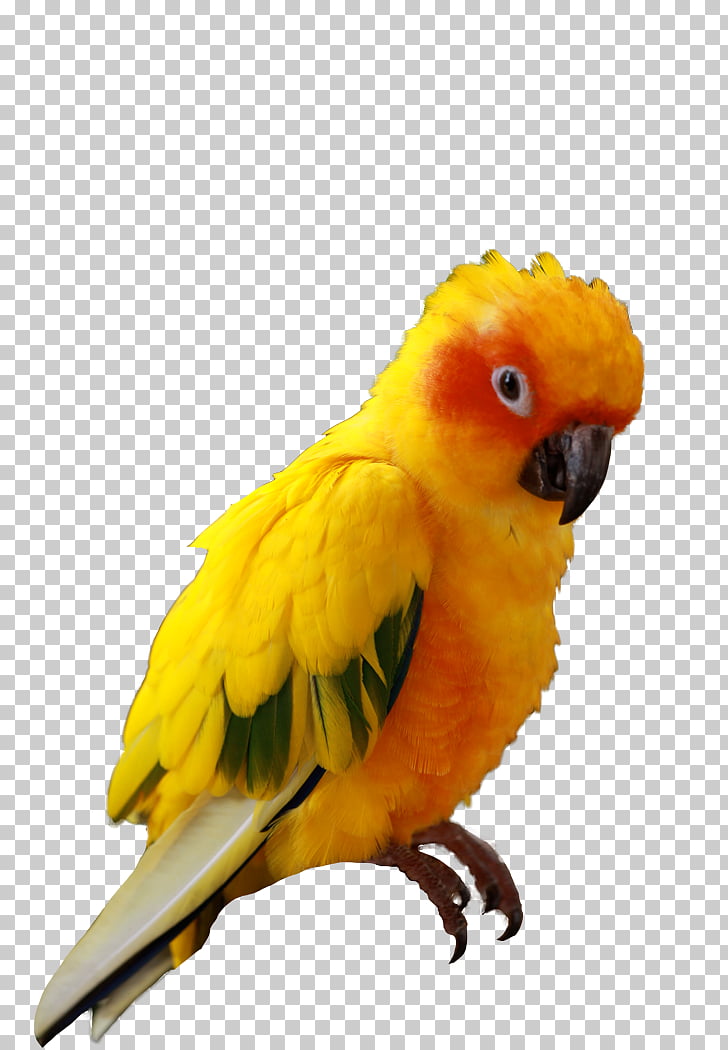 Companion parrot Bird Budgerigar Sun conure, parrot PNG.