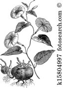 Convolvulaceae Clipart EPS Images. 4 convolvulaceae clip art.