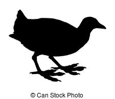 Coot Stock Illustrations. 18 Coot clip art images and royalty free.