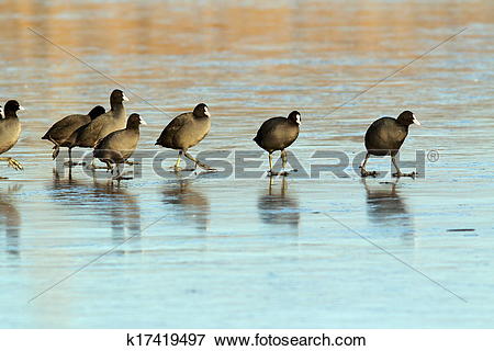 Picture of coots walking with care on frozen surface k17419497.