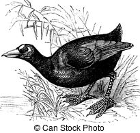 Coots Stock Illustrations. 18 Coots clip art images and royalty.