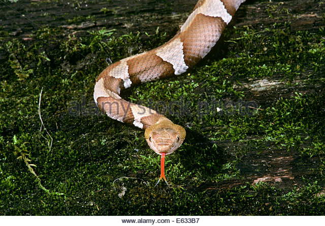 Copperhead Venomous Snake Snakes Stock Photos & Copperhead.