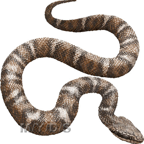 copperhead snake sketch