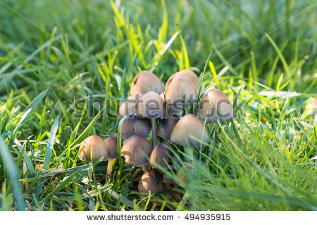 Edible Grey Grow Mushrooms Up Stock Images, Royalty.