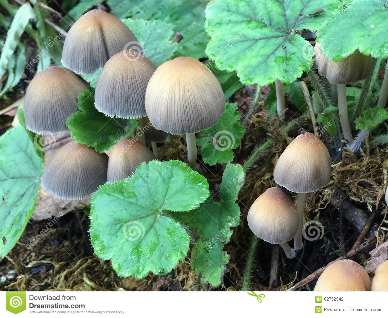 Mica Cap Mushrooms.