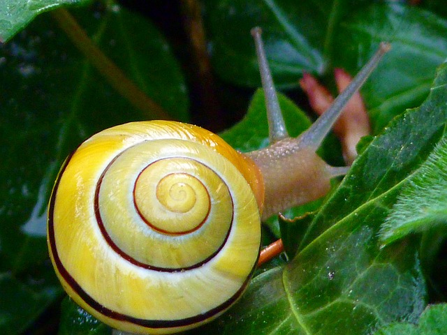 Free pictures SNAIL.