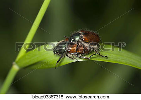 Stock Image of "Garden Foliage Beetles (Phyllopertha horticola) in.