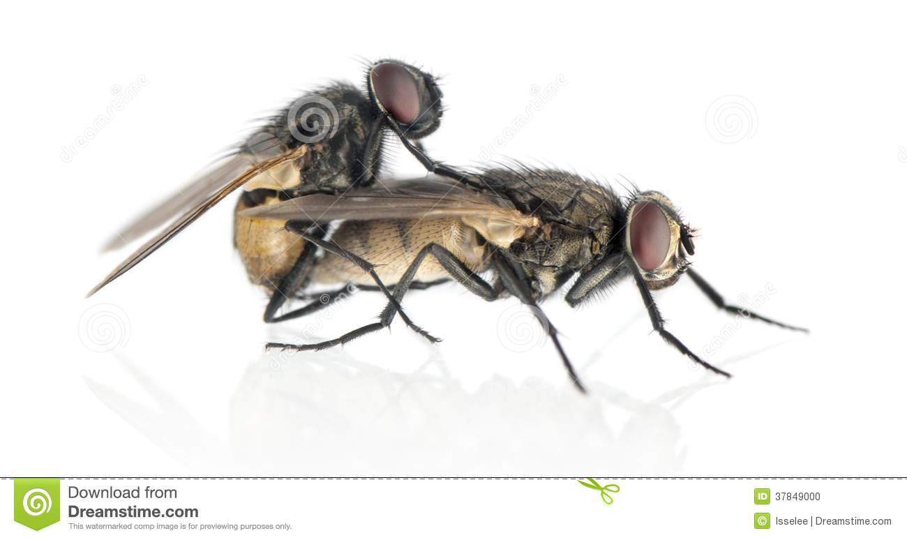Side View Of Two House Flies Copulating, Muscidae, Isolated Stock.