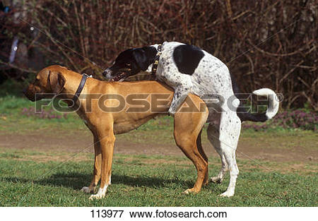 Picture of two dogs.