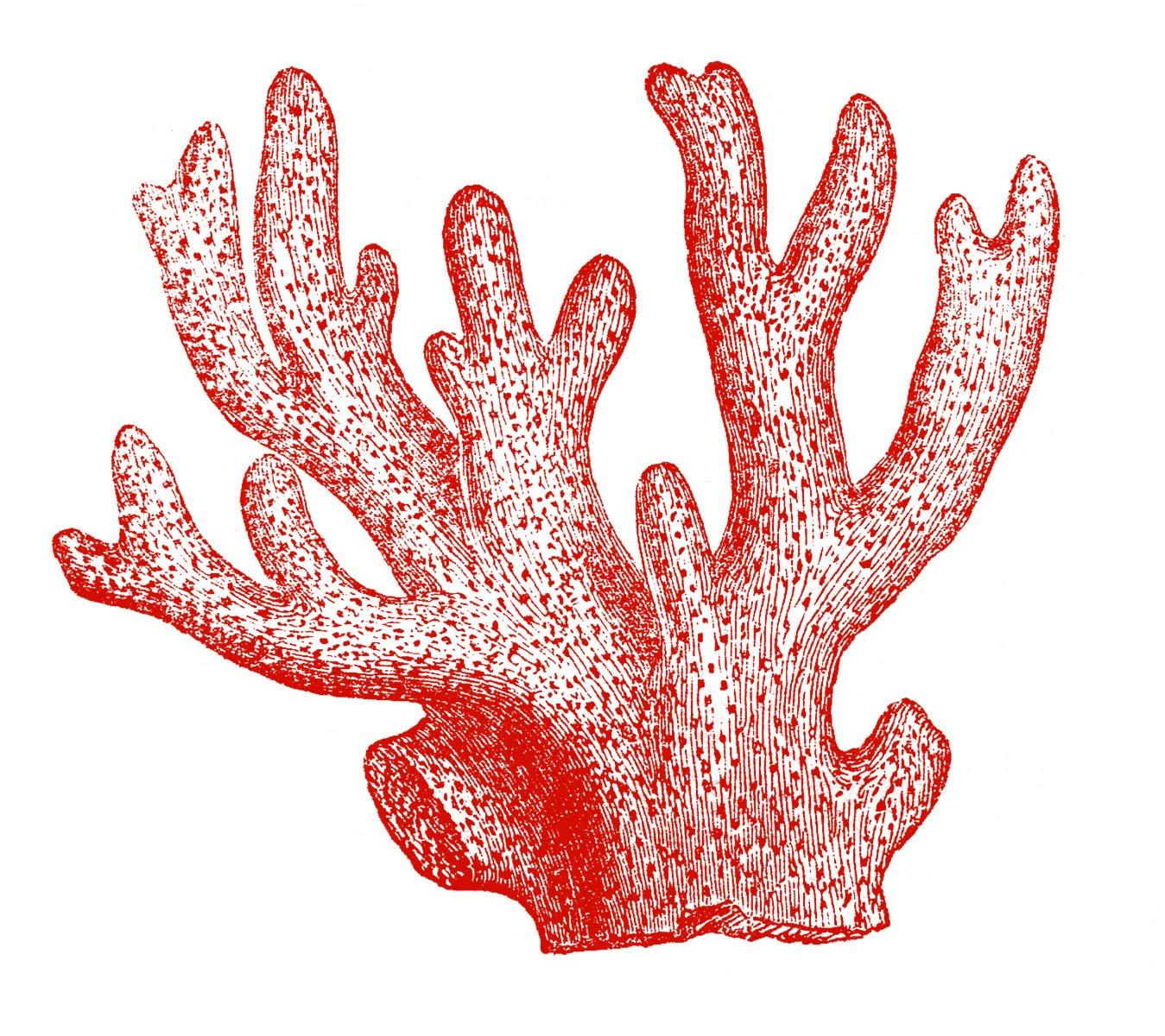 Images coral reef clipart 2.