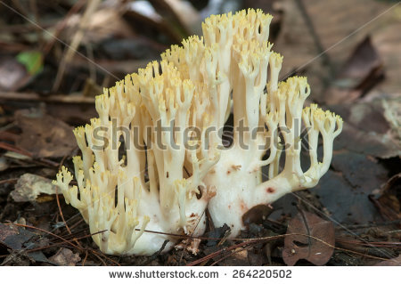 White Coral Fungus Stock Photos, Royalty.