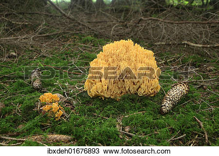 Stock Photo of "Beautiful Clavaria or Yellow.