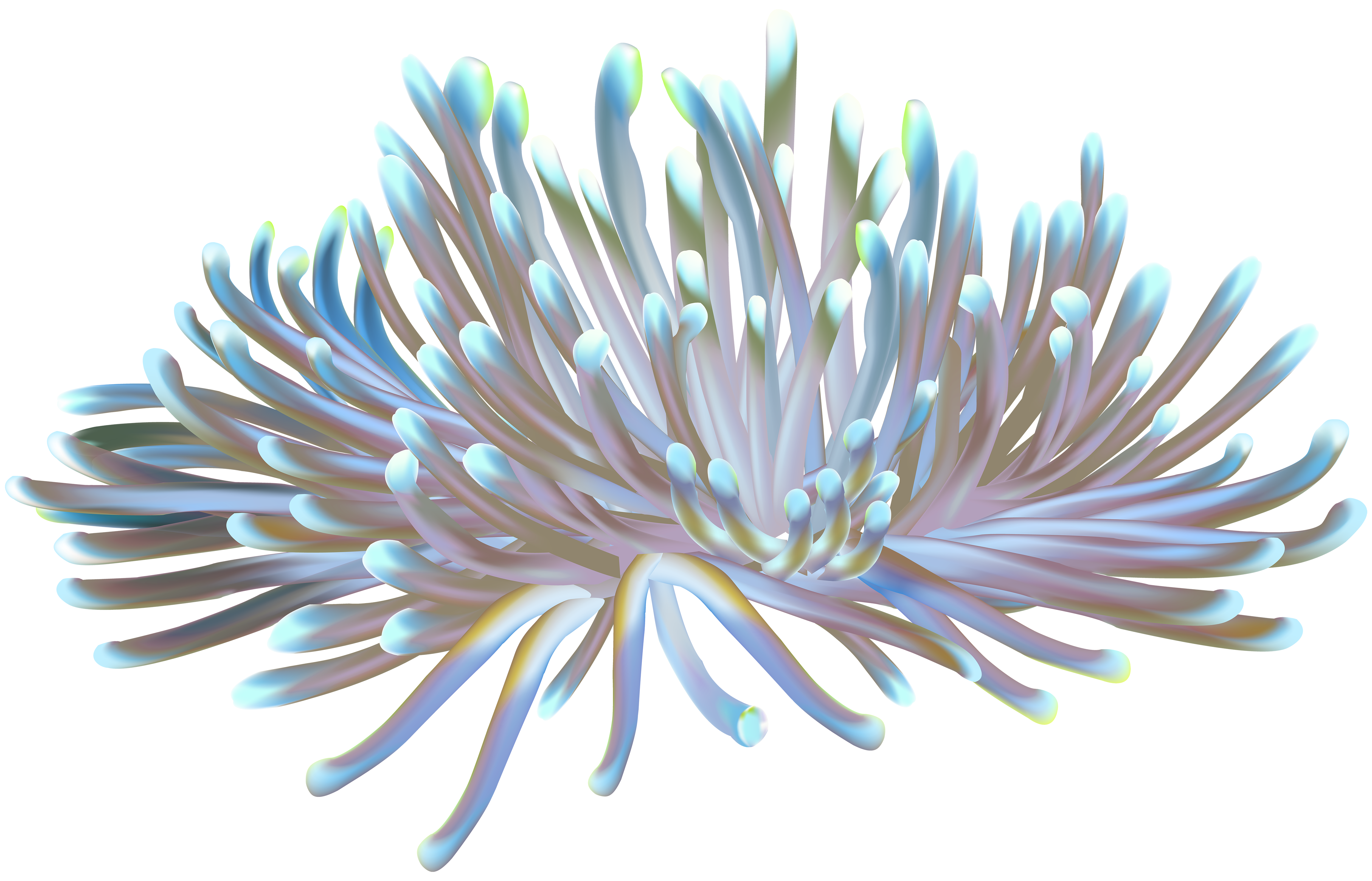 Coral Transparent PNG Clip Art Image.