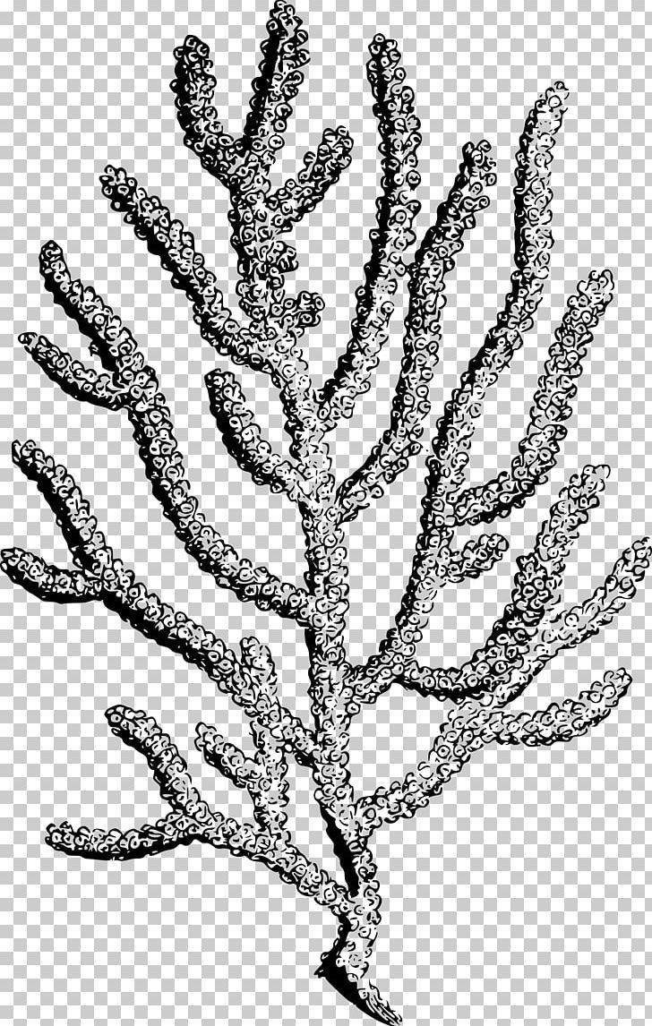 Coral Reef PNG, Clipart, Alcyonacea, Anthozoa, Black And White.
