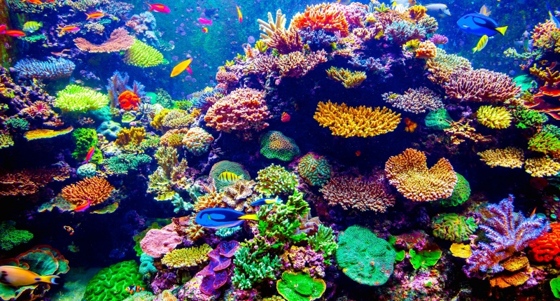 Reef,Coral reef,Natural environment,Stony coral,Coral,Marine biology.