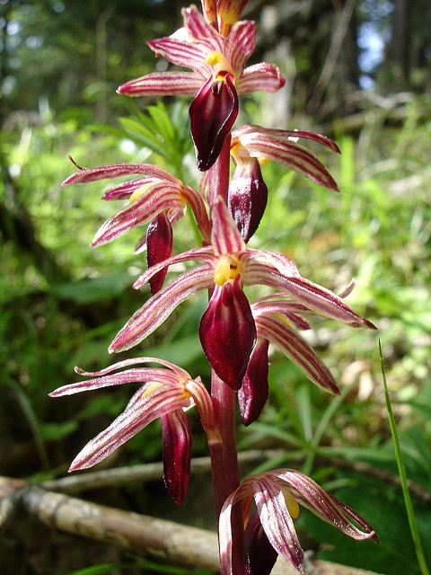 1000+ images about Orchidées on Pinterest.