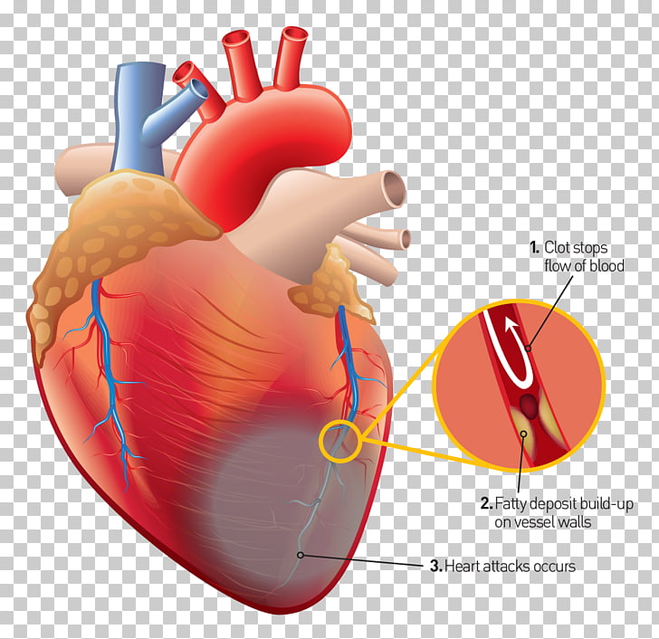 Corazón humano anatomía humana cuerpo humano, corazón PNG.